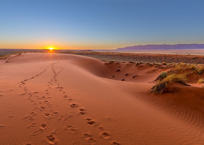 Animal tracks in the Kalahari Desert