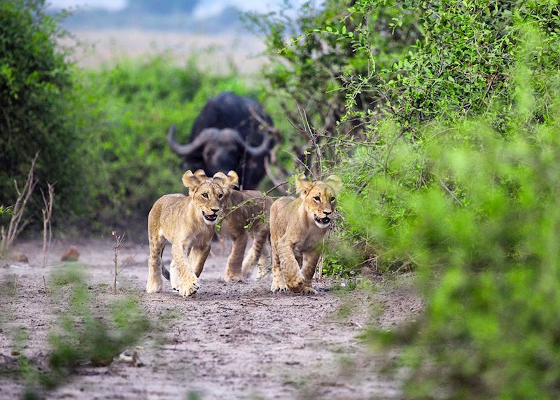 Cape buffalo chasing off lion cubs in Botswana