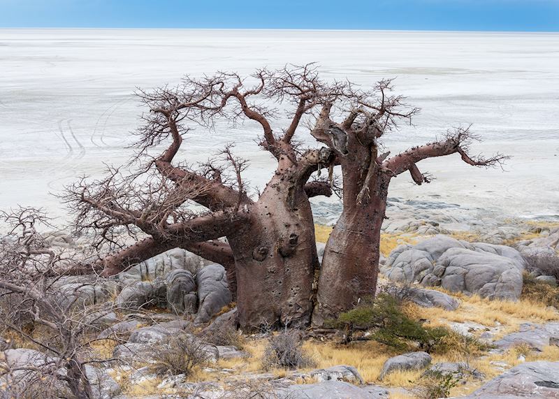 Baobab trees in Makgadikgadi Pans National Park