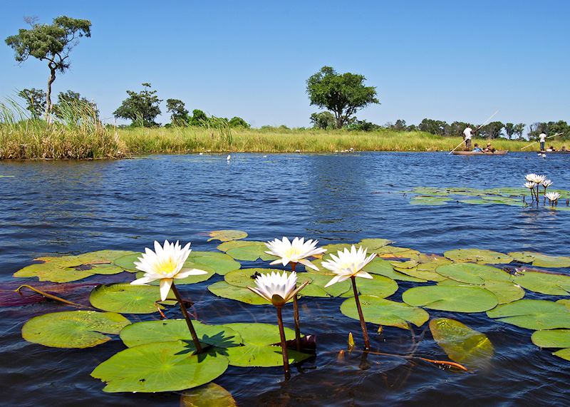 Water lilies in the Okavango Delta