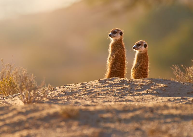Meerkats in the Kalahari Desert