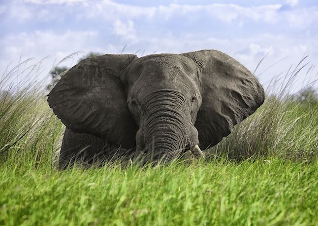 Elephant, Chobe National Park Elephant, Chobe National Park