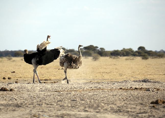 Ostrich, Nxai Pan National Park Ostrich, Nxai Pan National Park