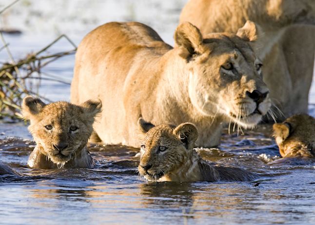 Lioness with cubs, Okavango Delta Lioness with cubs, Okavango Delta