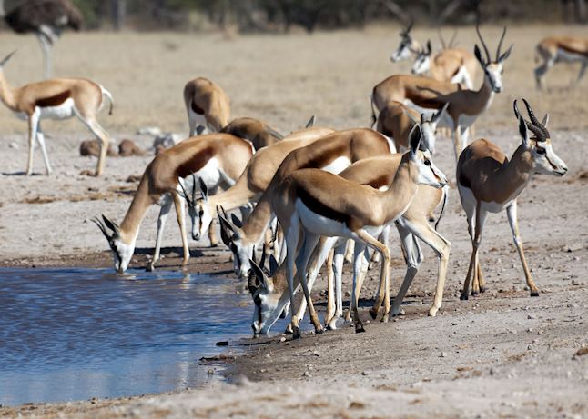 Springbok at a waterhole, Nxai Pan National Park Springbok at a waterhole, Nxai Pan National Park