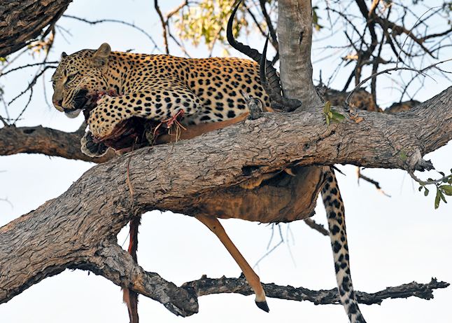 Leopard with a kill, Moremi Wildlife Reserve Leopard with a kill, Moremi Wildlife Reserve