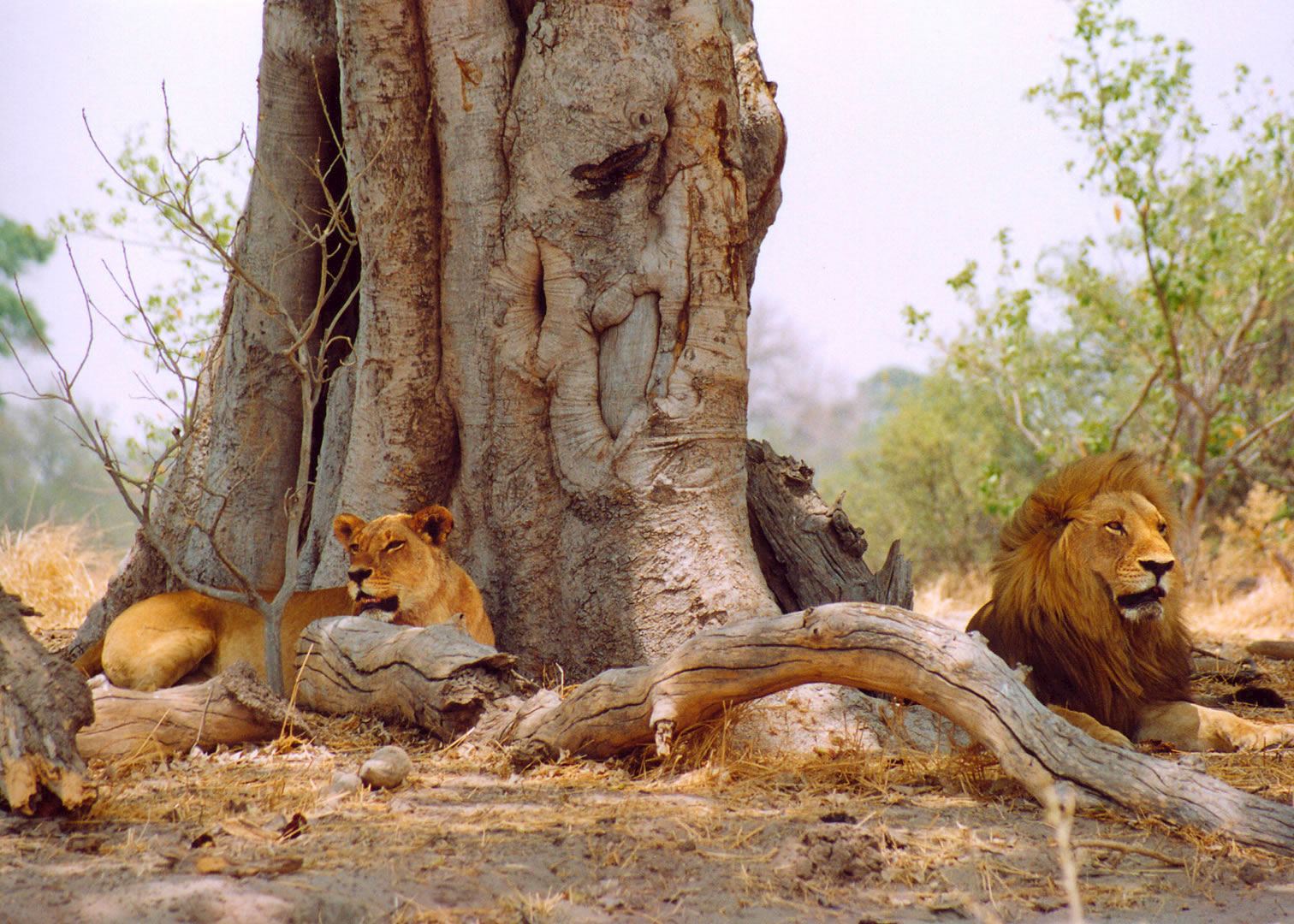 Lion, Okavango Delta
