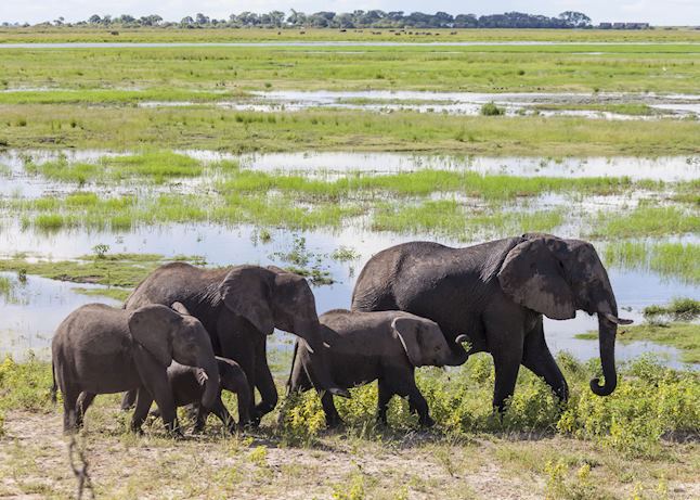 Elephant, Chobe National Park Elephant, Chobe National Park