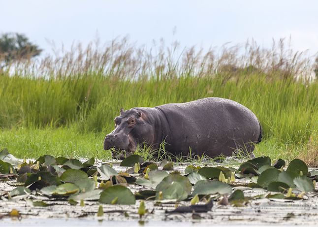 Hippo, Chobe National Park Hippo, Chobe National Park