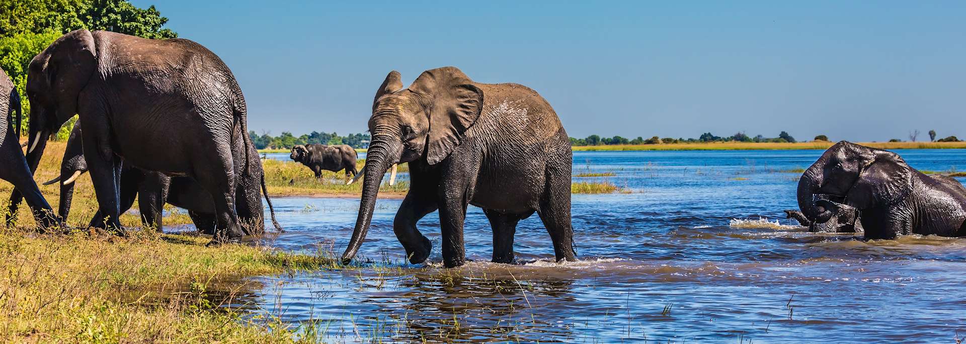 Elephant, Okavango Delta