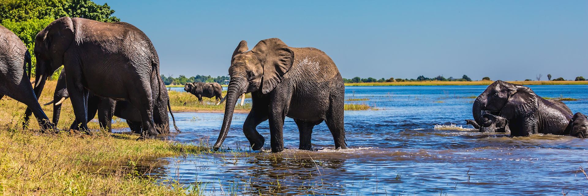 Elephant, Okavango Delta