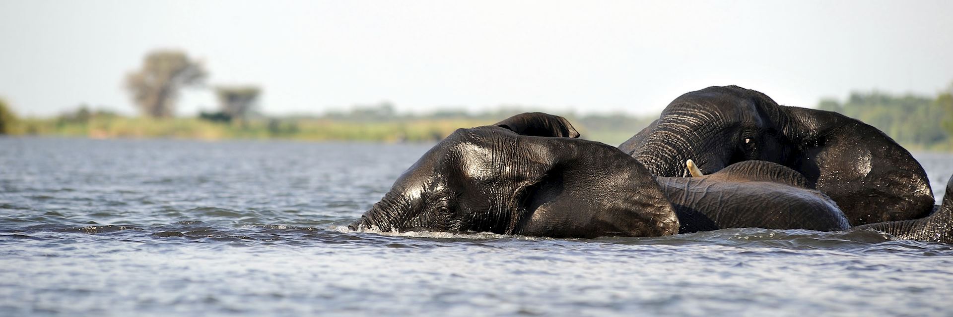 Elephant crossing a river in the Linyanti