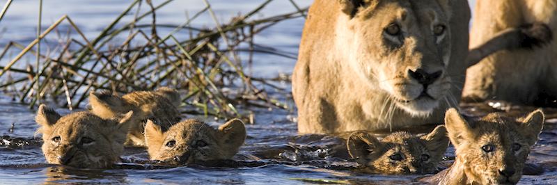 Lion cubs swimming in the Okavango Delta