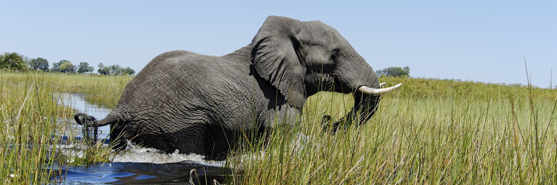 Elephant in the Okavango Delta