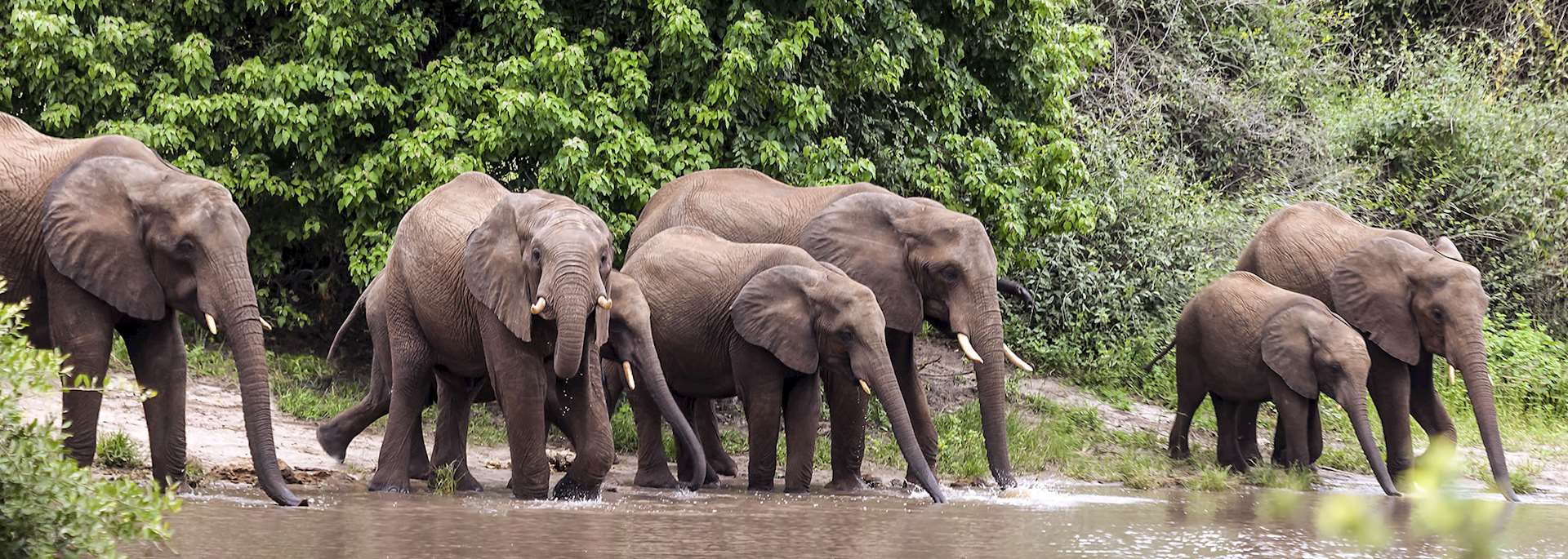 Elephant on the bank of the Chobe River