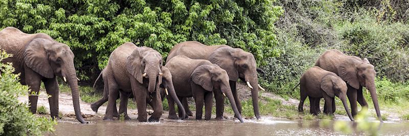Elephant on the bank of the Chobe River