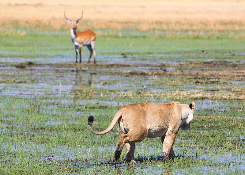 Okavango Delta