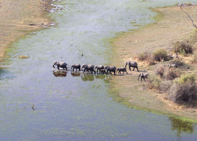 Elephant in the Okavango Delta