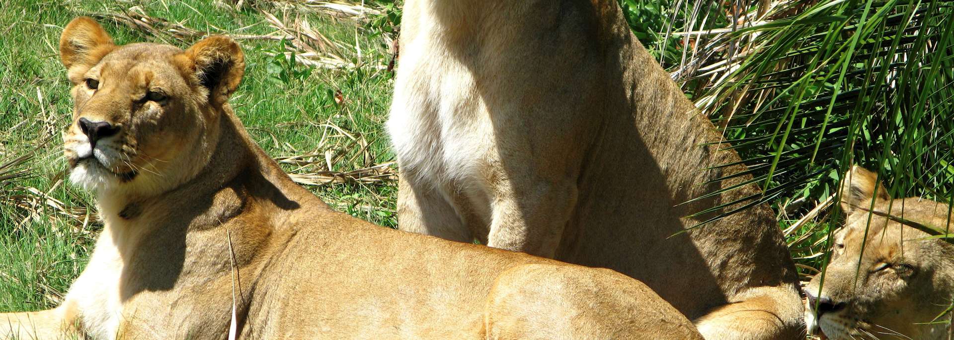 Lion in Duba Concession