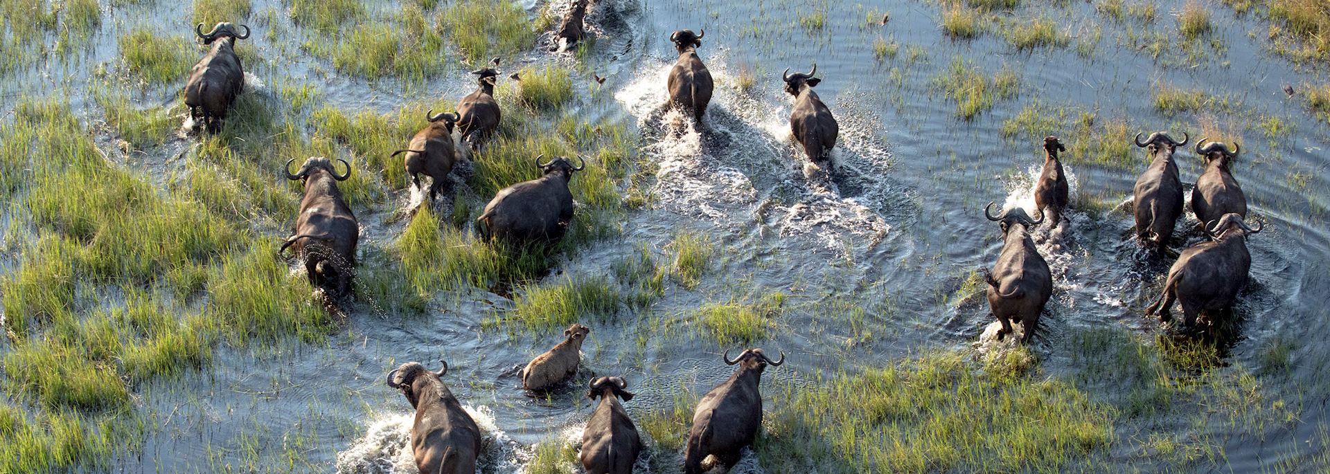 Buffalo in the Okavango Delta