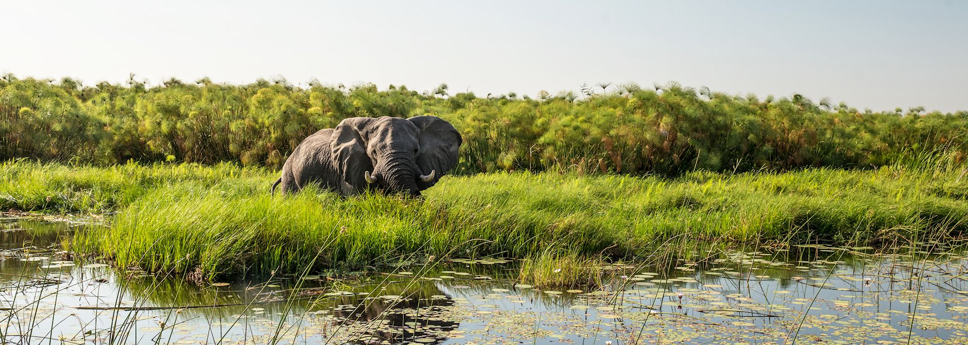 Elephant in the Okavango Delta