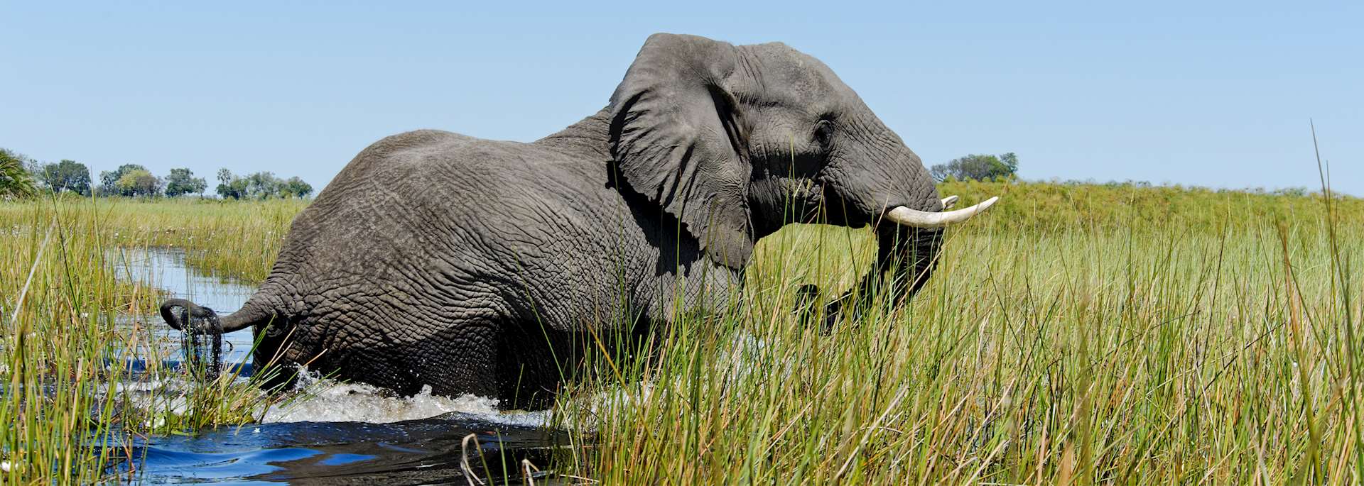 Elephant in the Okavango Delta