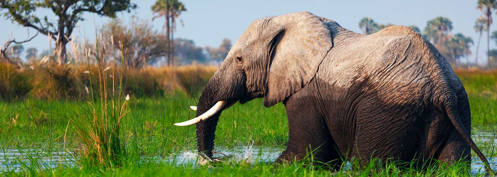 Elephant, Selinda Concession