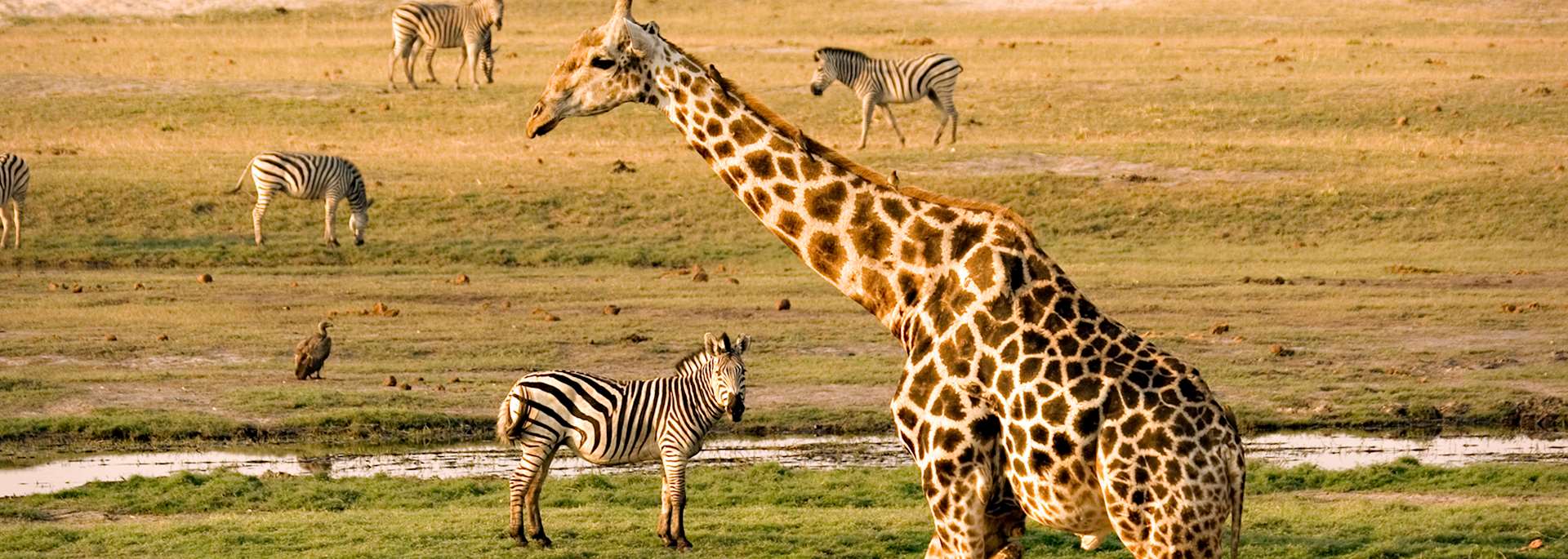 Wildlife along the Chobe River