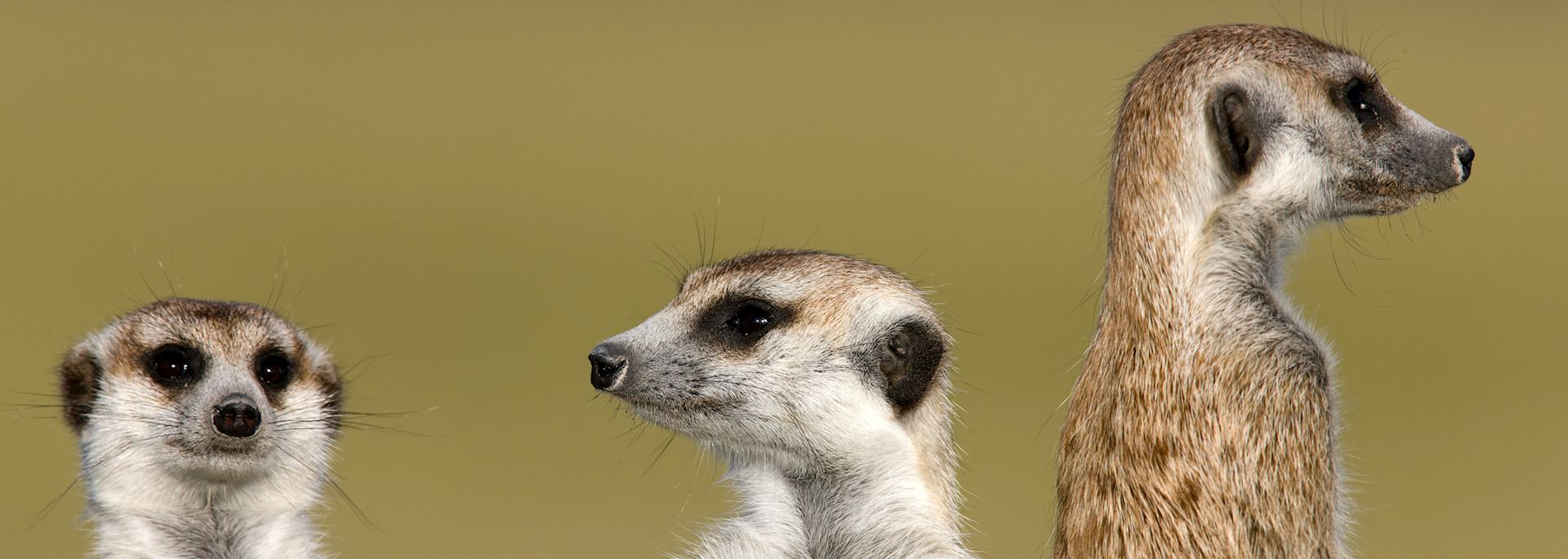 Family of meerkats in Botswana 