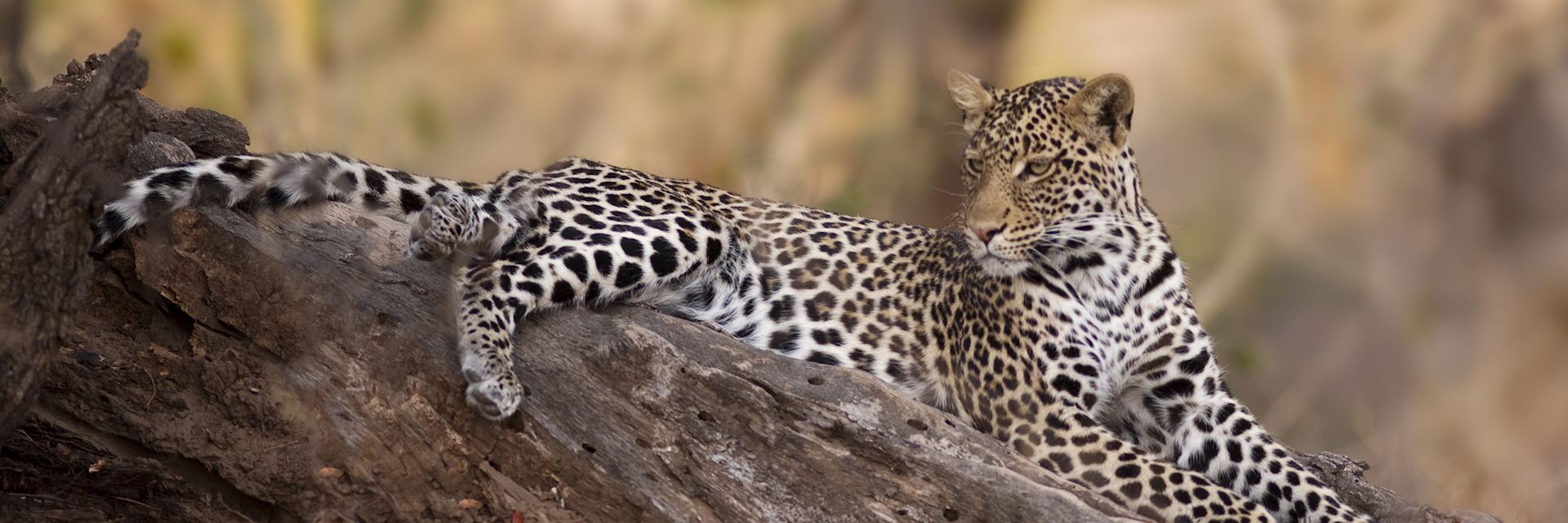 Leopard in the Chitabe, Okavango Delta
