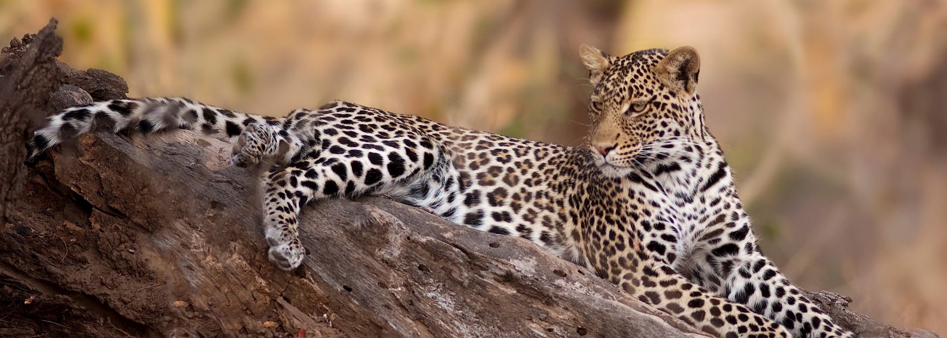 Leopard in the Chitabe, Okavango Delta
