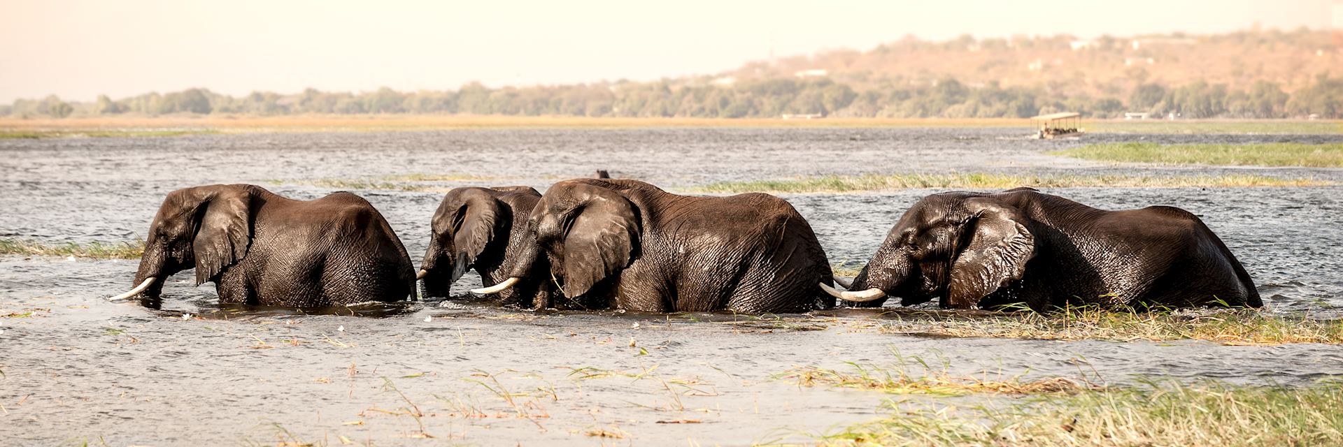 Elephant crossing the Chobe River