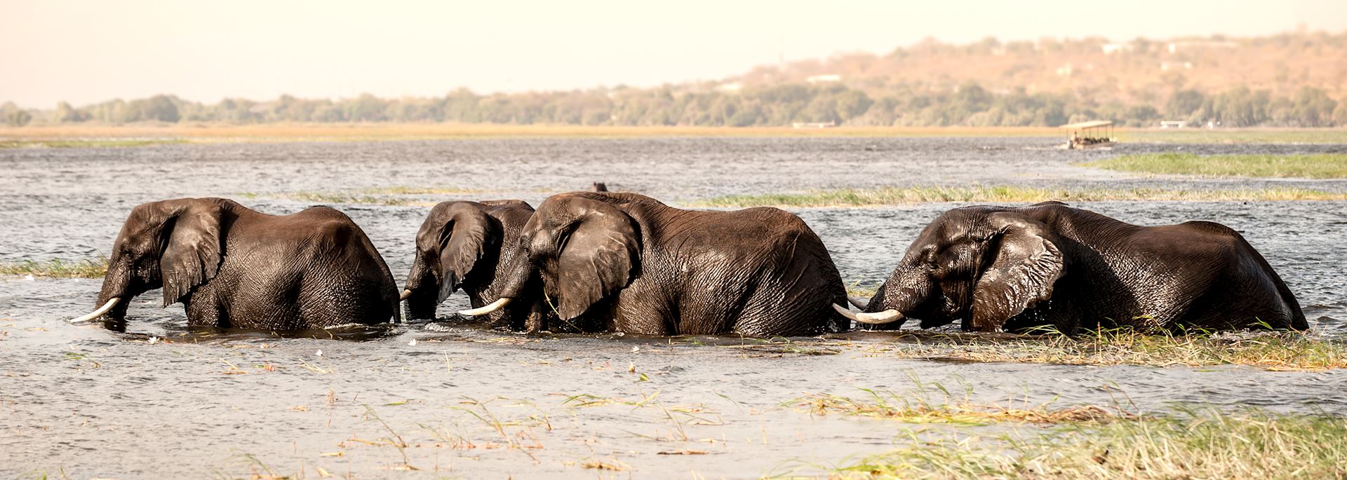 Elephant crossing the Chobe River