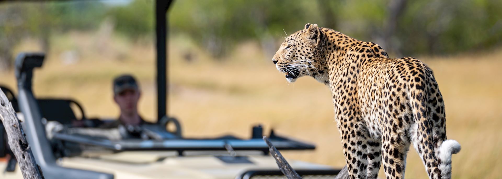 Leopard in the Okavango Delta