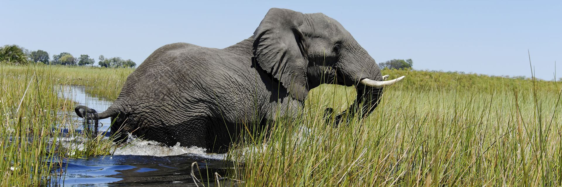 Elephant crossing the Okavango Delta