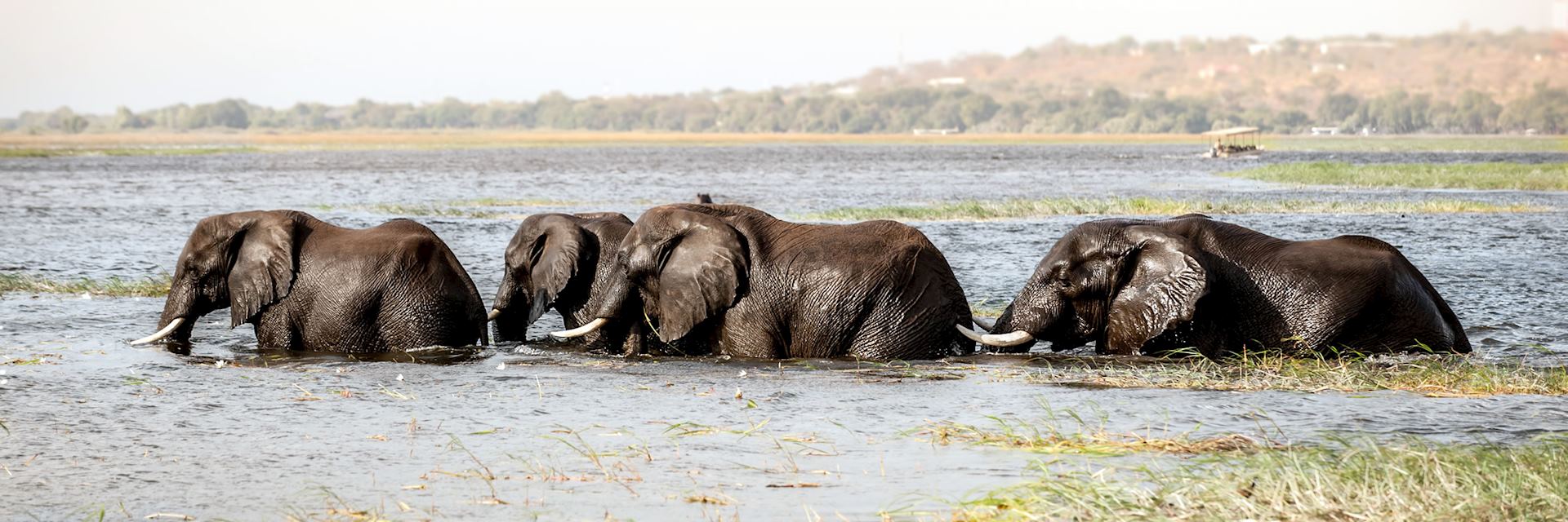 Elephant crossing the Chobe River
