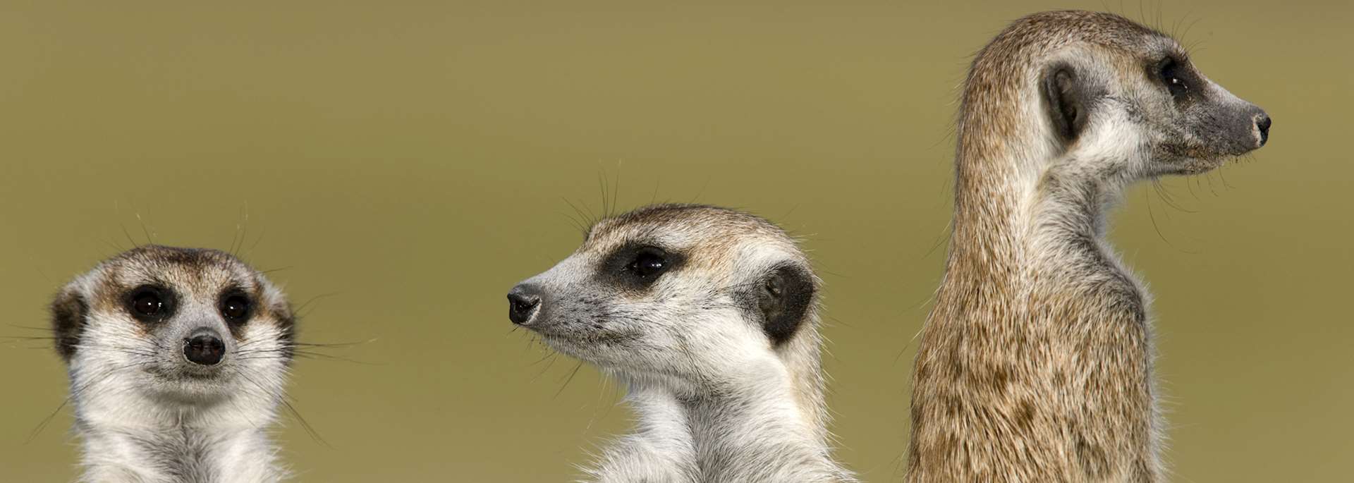 Meerkats