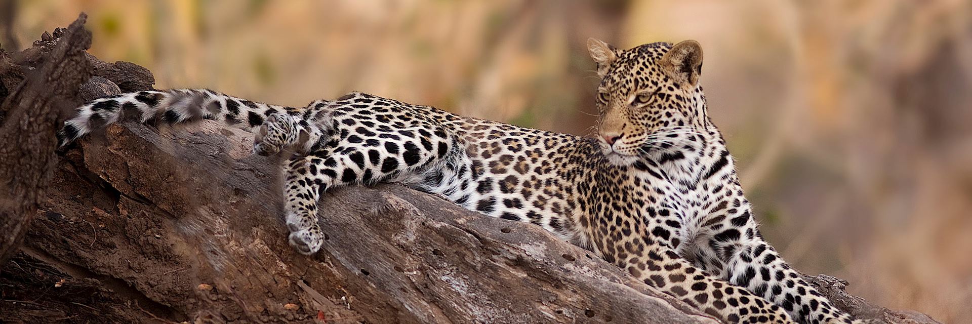 Leopard in the Chitabe, Okavango Delta