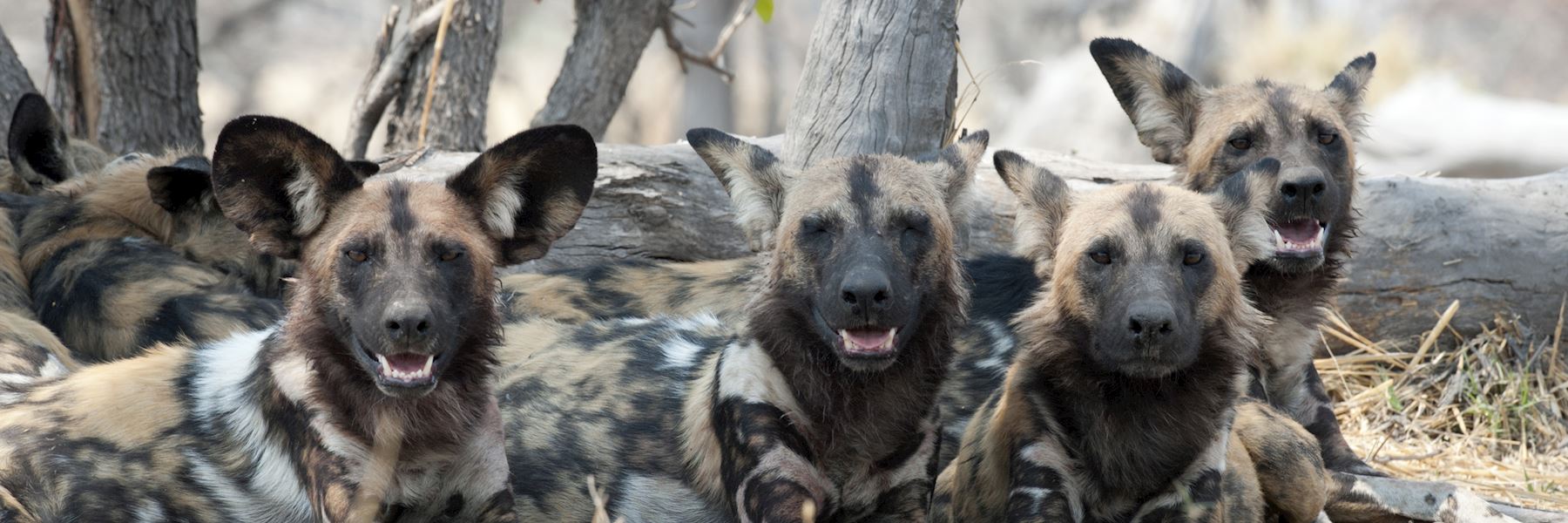 Botswana safaris & vacations