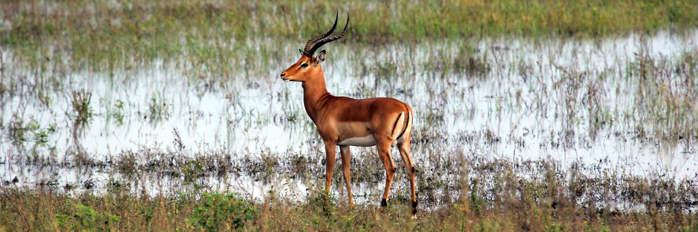 Impala, Chobe National Park