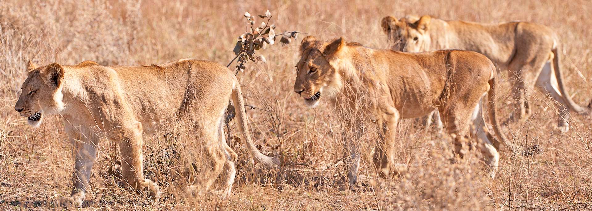Lion cubs, Botswana