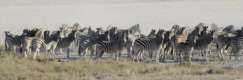 Zebras in Botswana