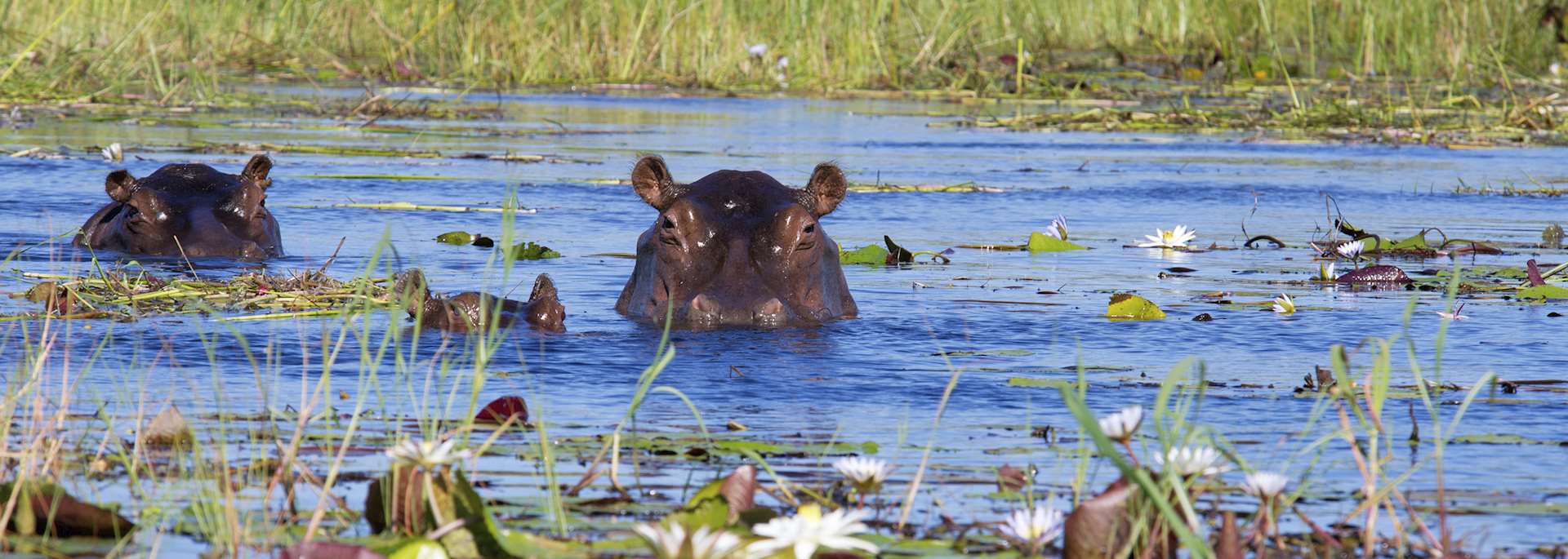 Two hippos and calf in Xigera Concession, Okavango Delta