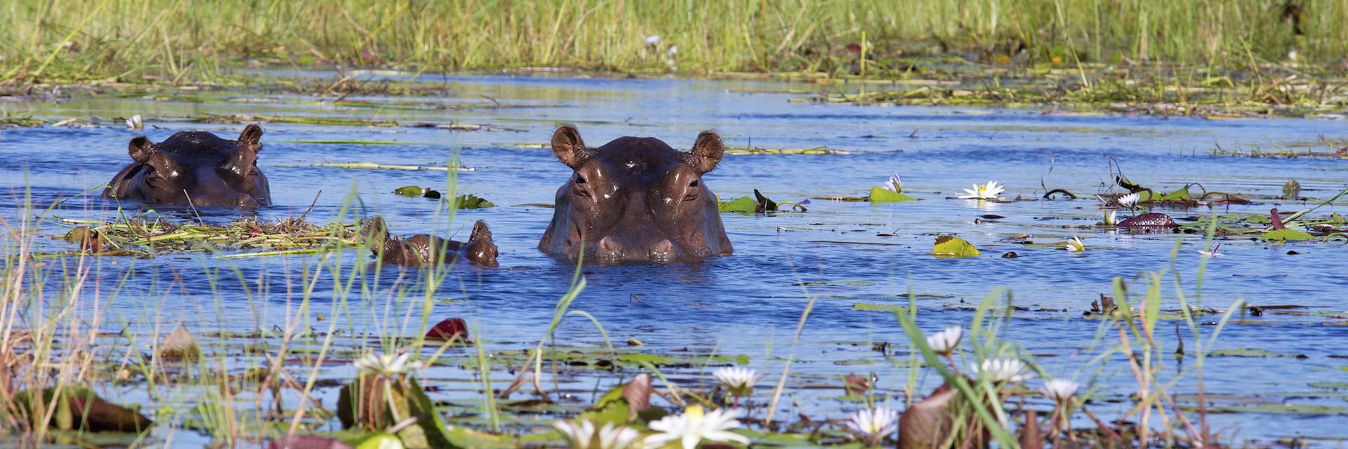 Two hippos and calf in Xigera Concession, Okavango Delta
