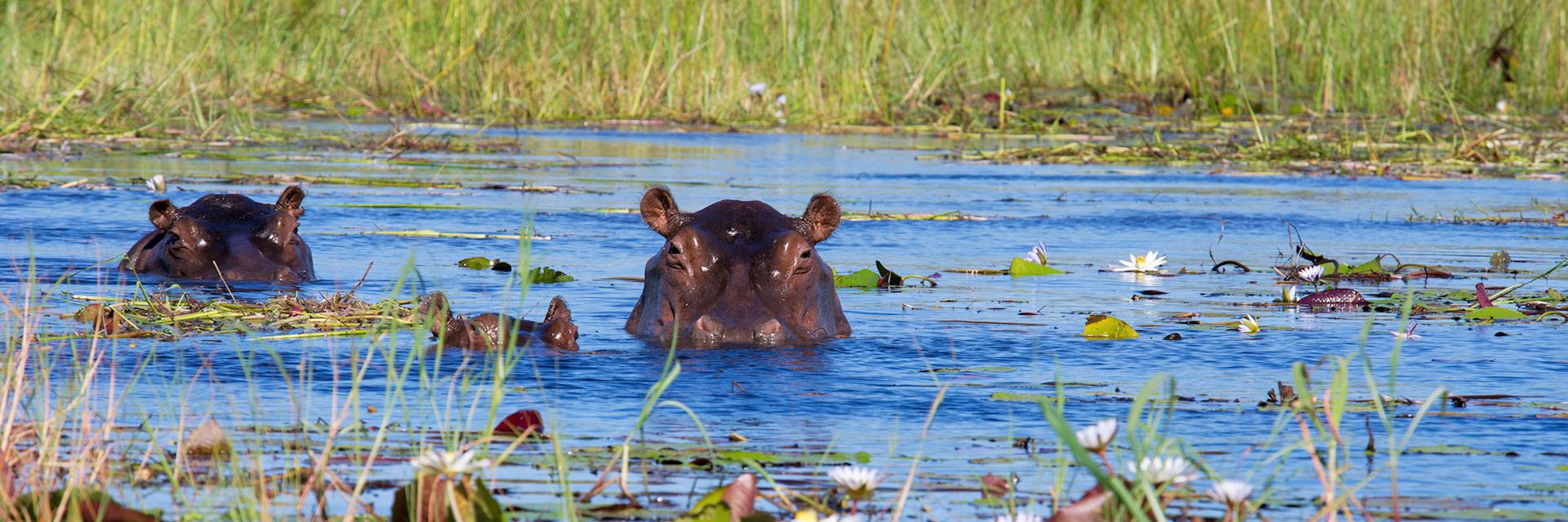 Two hippos and calf in Xigera Concession, Okavango Delta