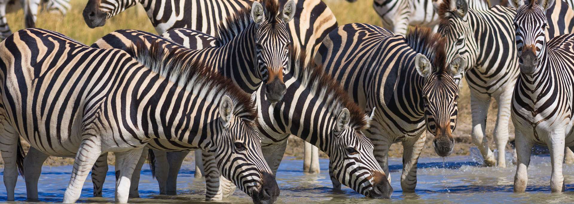 Zebra migration in Botswana