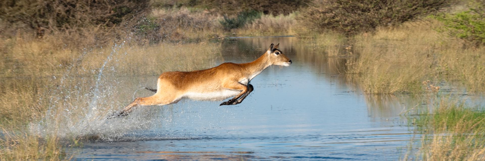 Red lechwe, Jao Concession