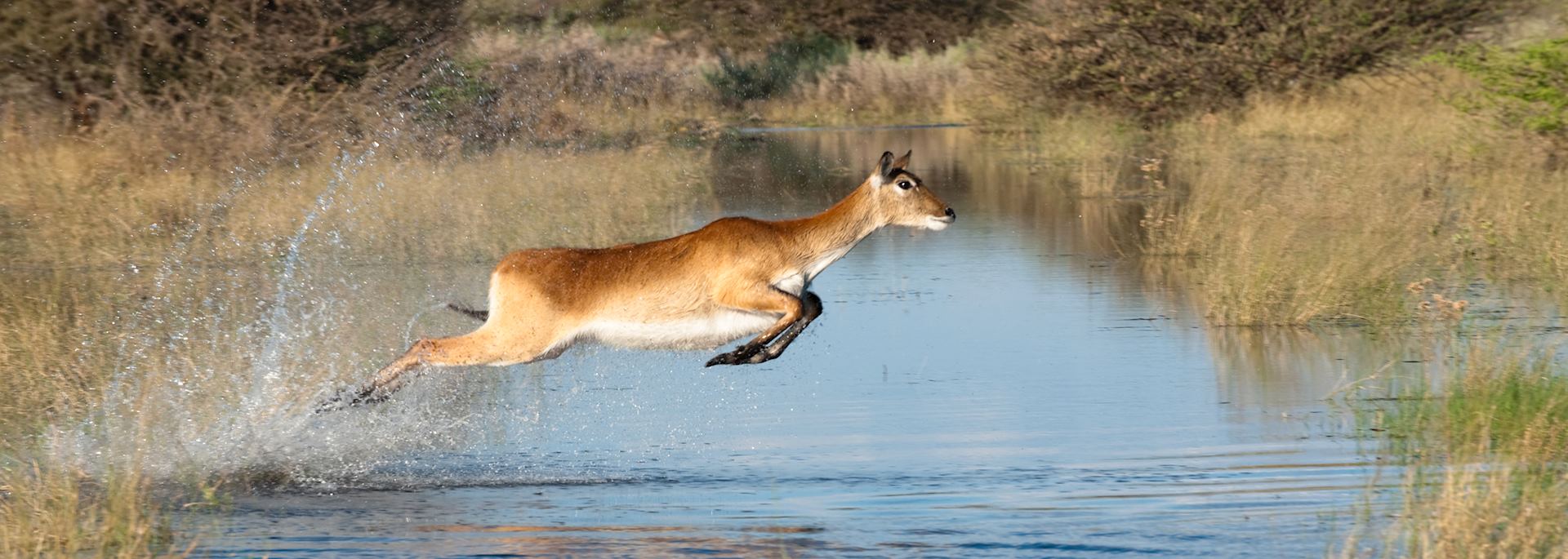 Red lechwe, Jao Concession