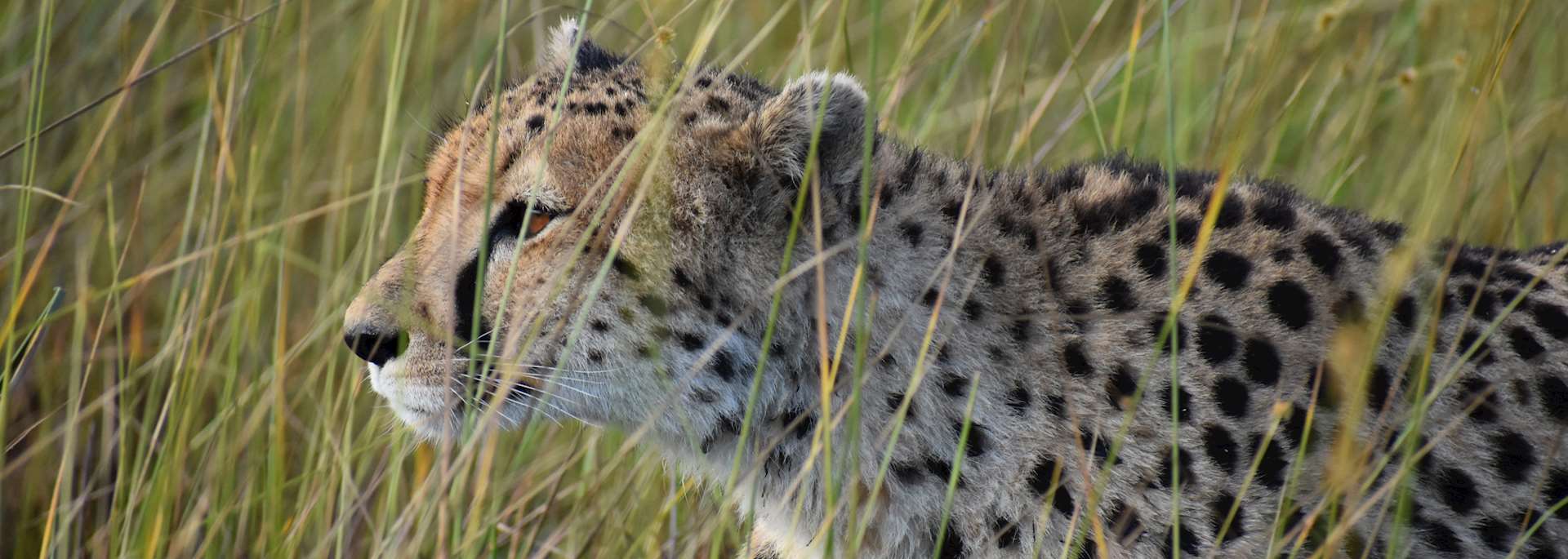Cheetah prowling in the elephant grass in Shinde Concession