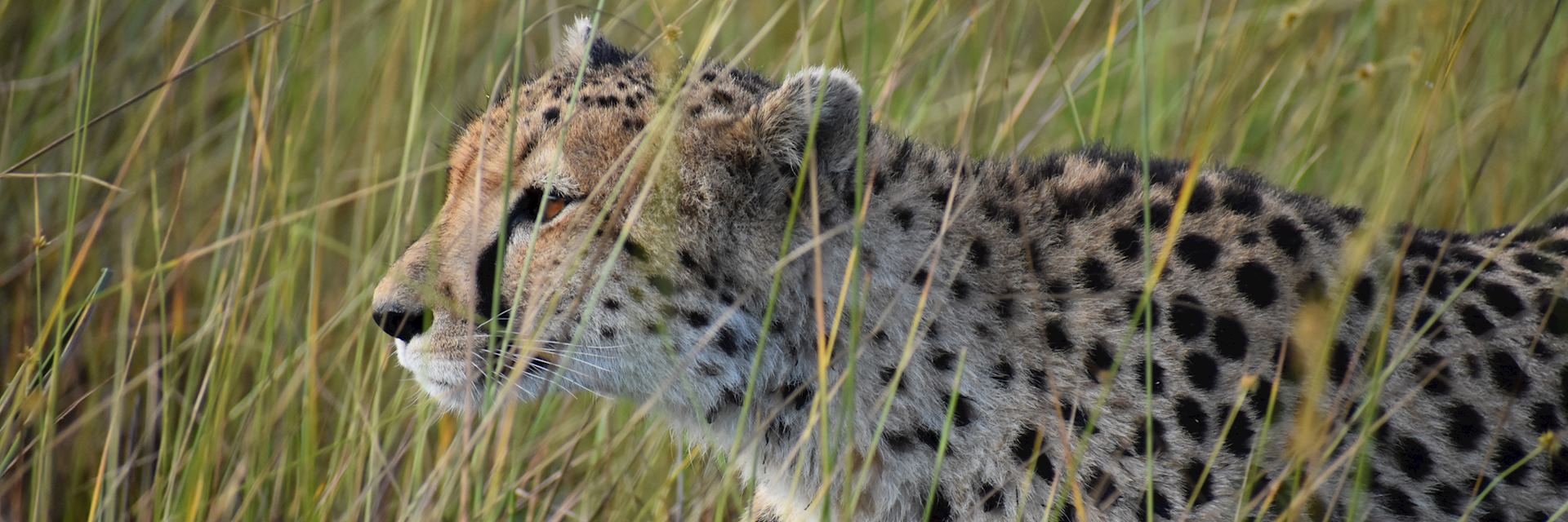 Cheetah prowling in the elephant grass in Shinde Concession